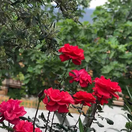 Fethiye Aparts Appartamento *